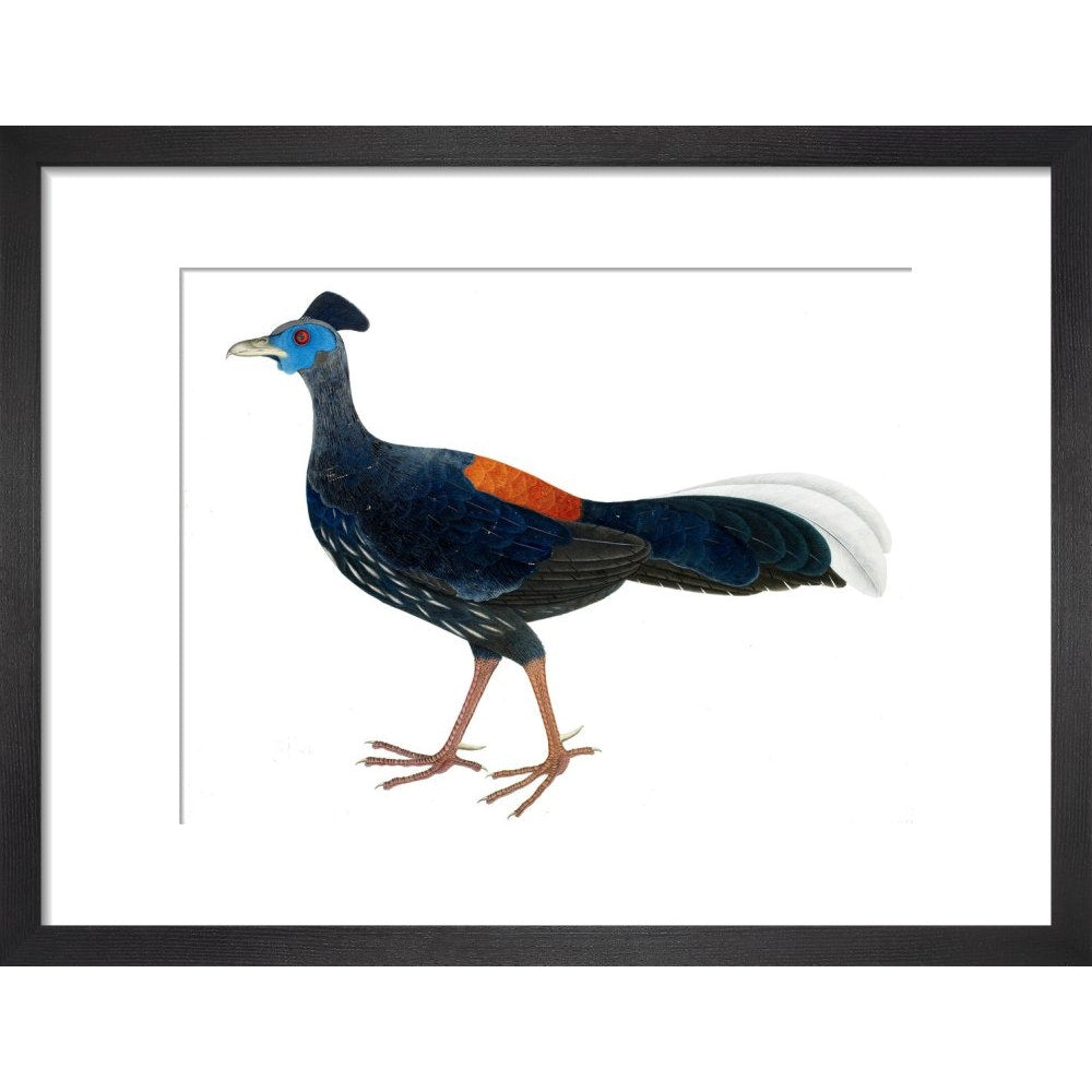 Crested Fireback Pheasant print in black frame