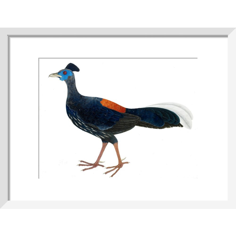 Crested Fireback Pheasant print in white frame
