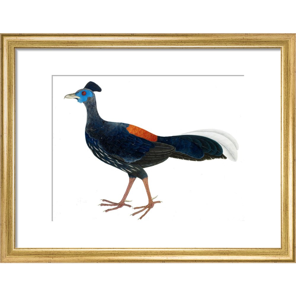 Crested Fireback Pheasant print in gold frame