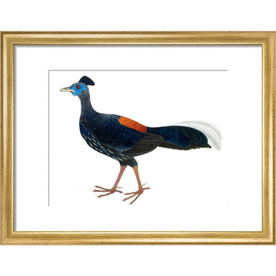 Crested Fireback Pheasant print in gold frame