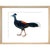 Crested Fireback Pheasant print in natural frame