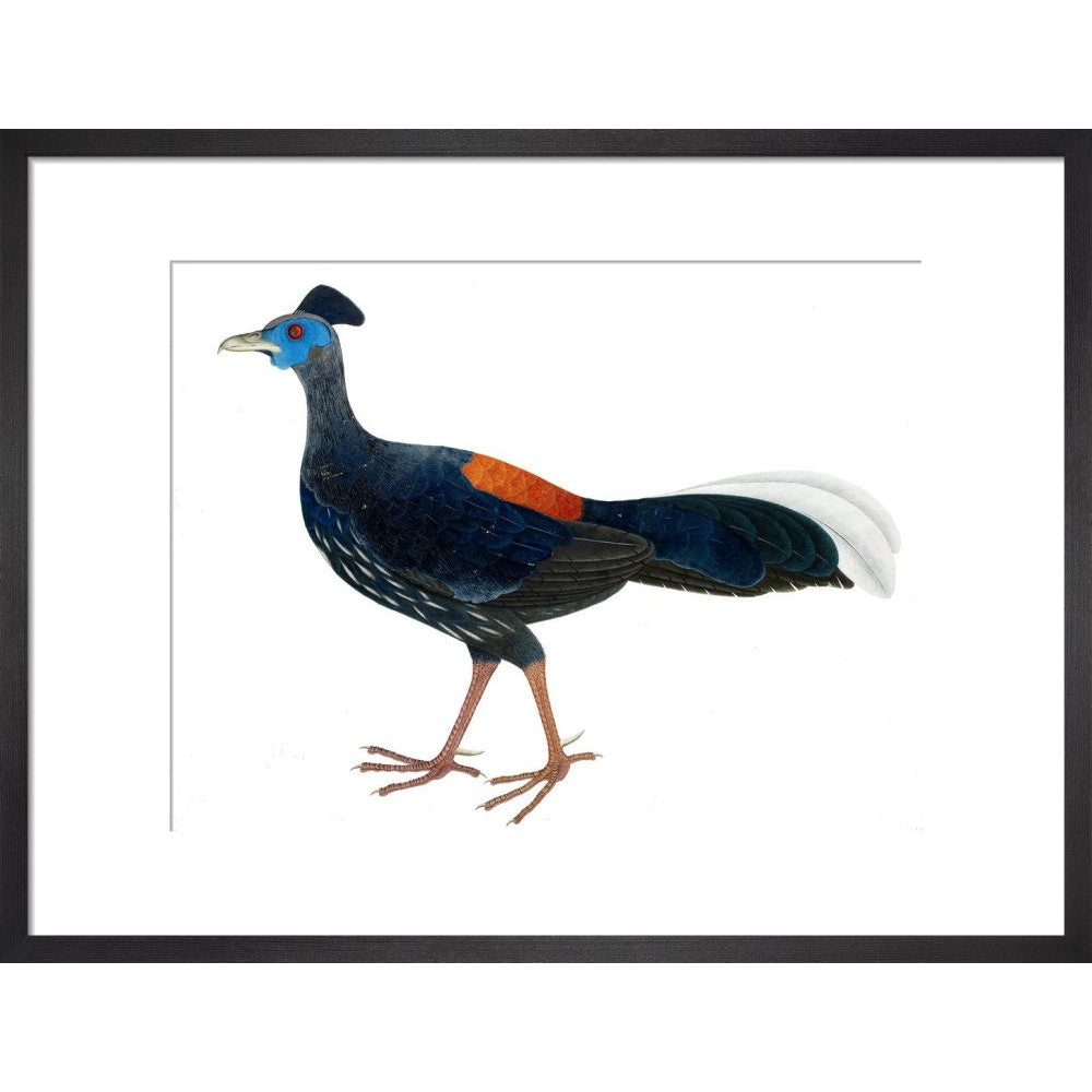 Crested Fireback Pheasant print in black frame