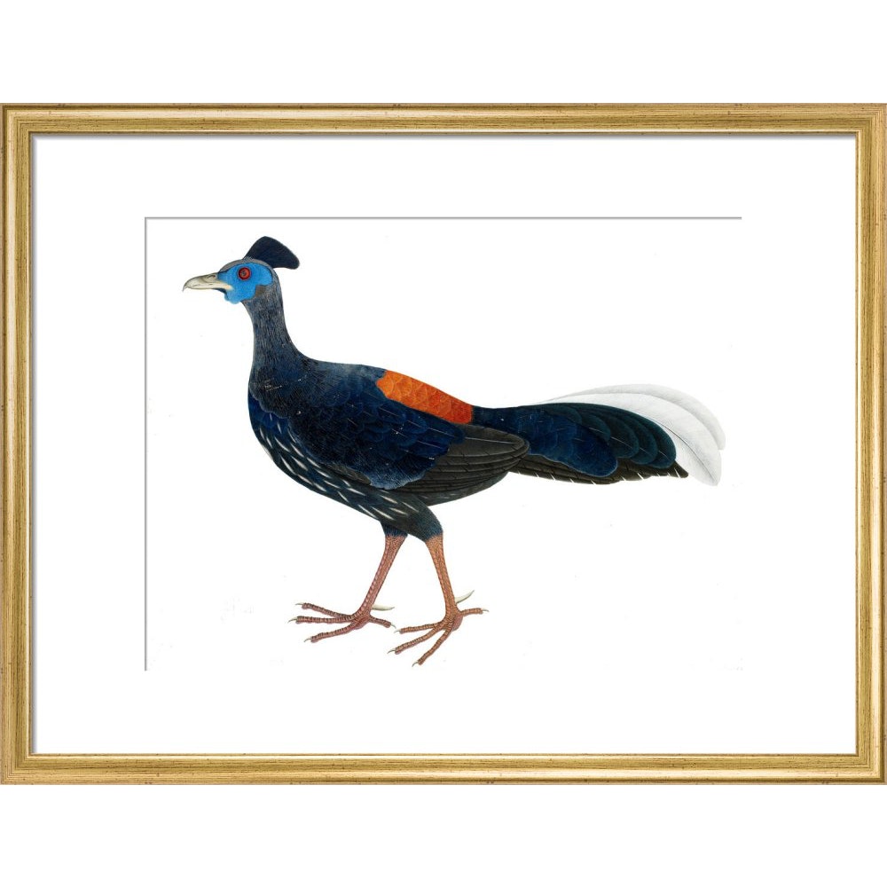 Crested Fireback Pheasant print in gold frame