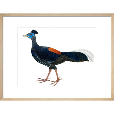 Crested Fireback Pheasant print in natural frame
