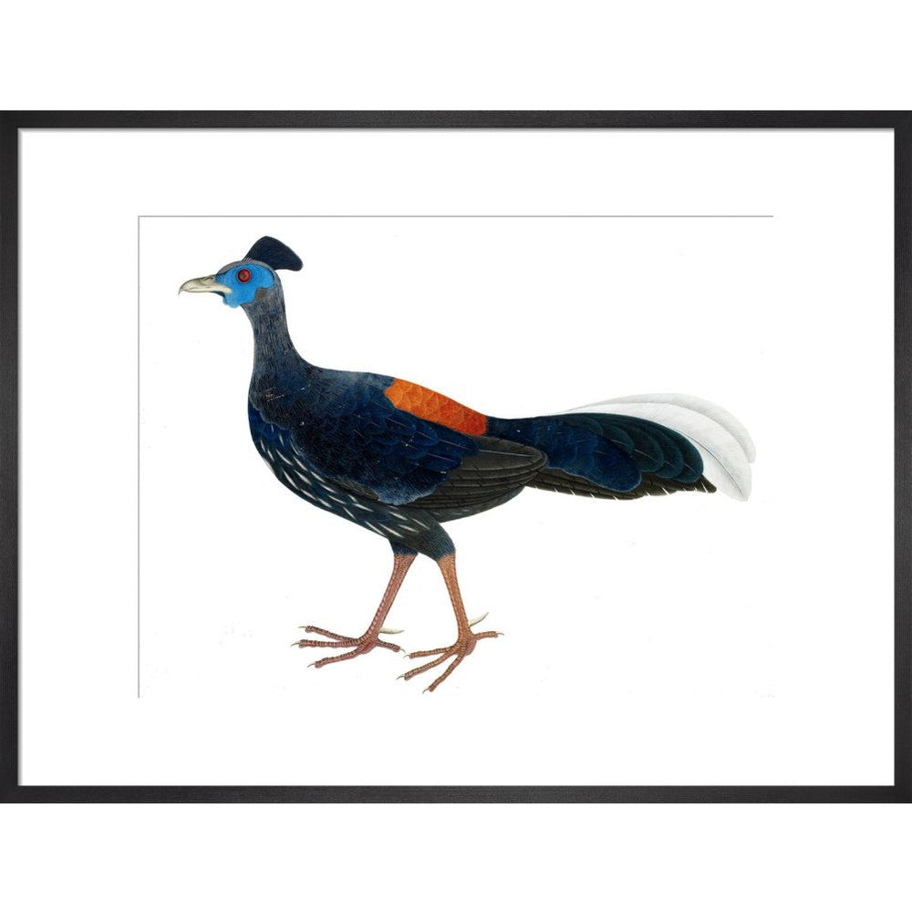 Crested Fireback Pheasant print in black frame