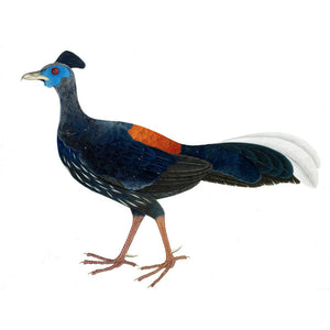 Crested Fireback Pheasant print