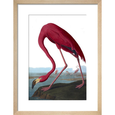 Flamingo print in natural frame