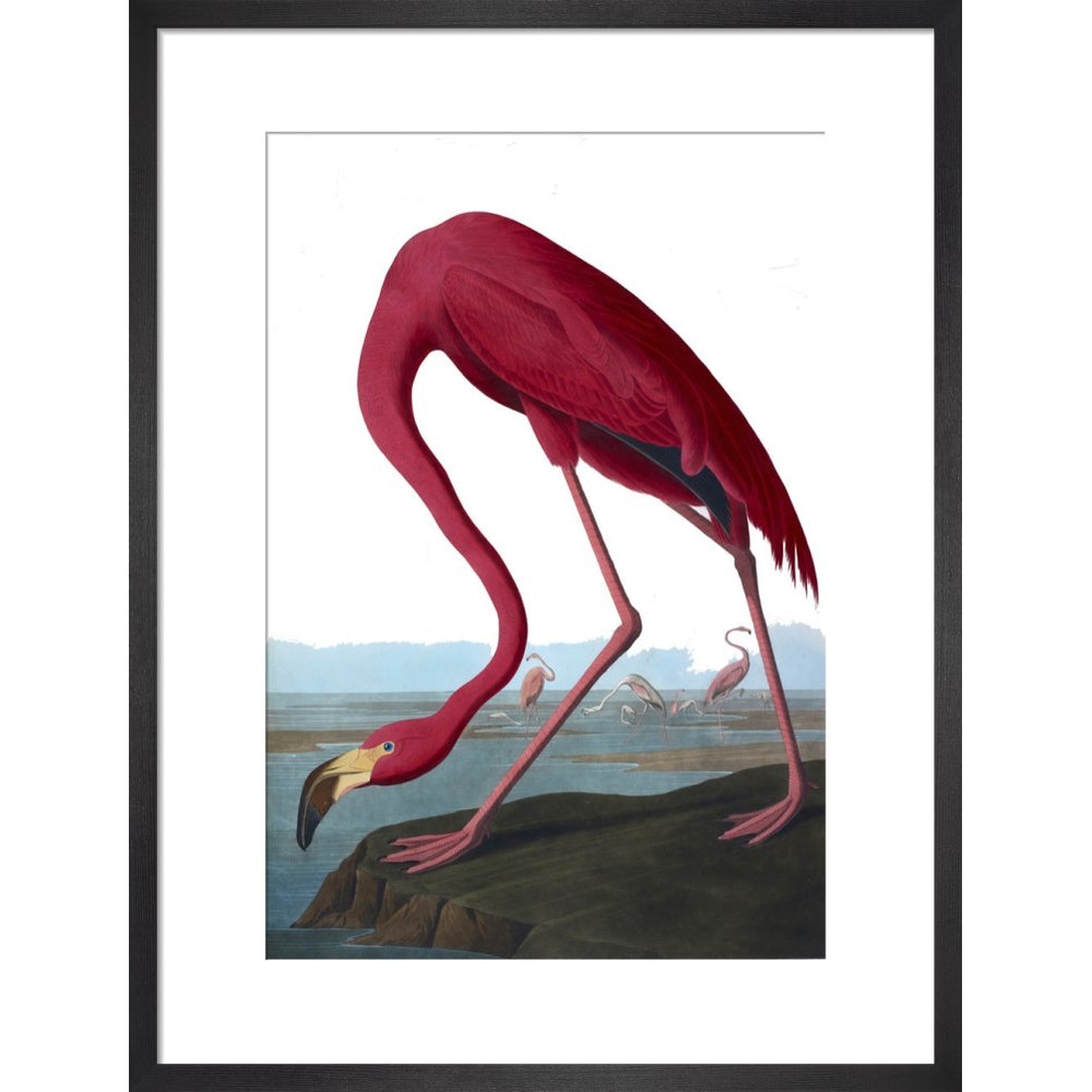 Flamingo print in black frame
