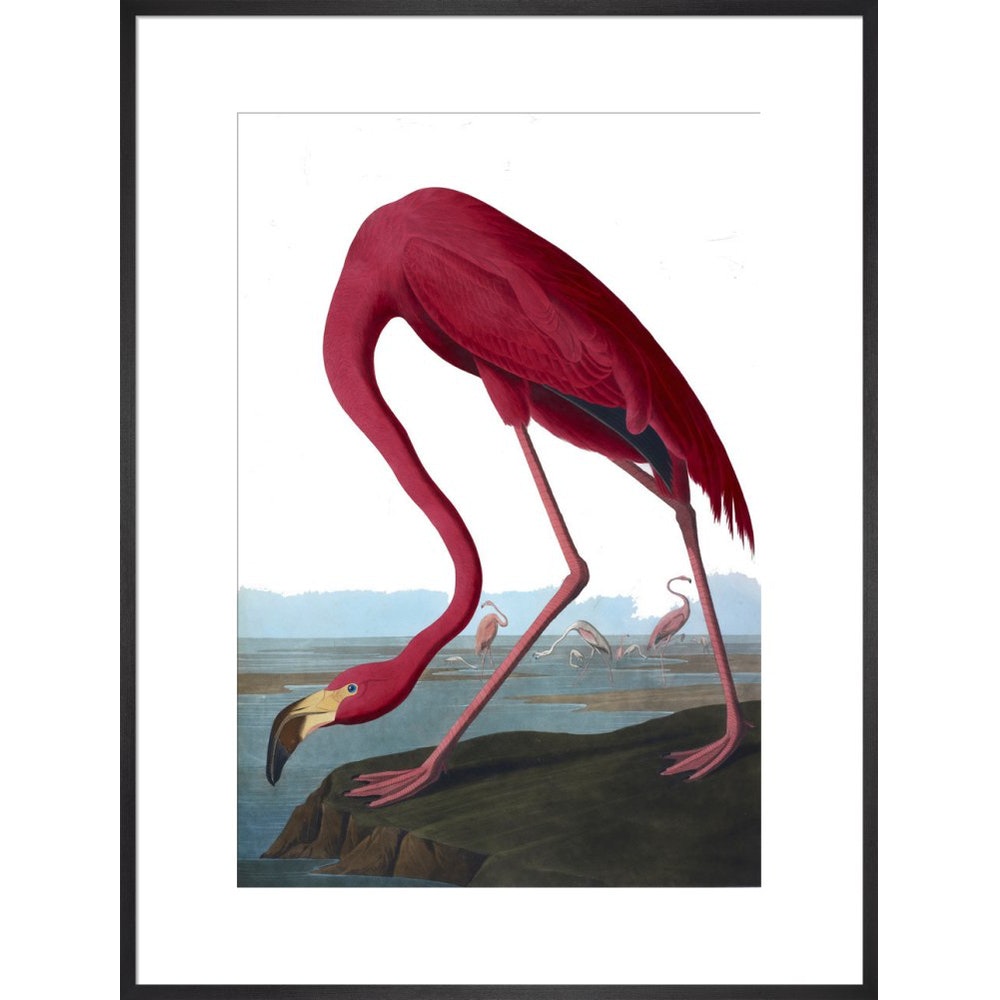 Flamingo print in black frame