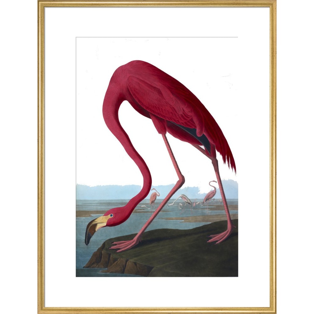 Flamingo print in gold frame