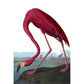 Flamingo print
