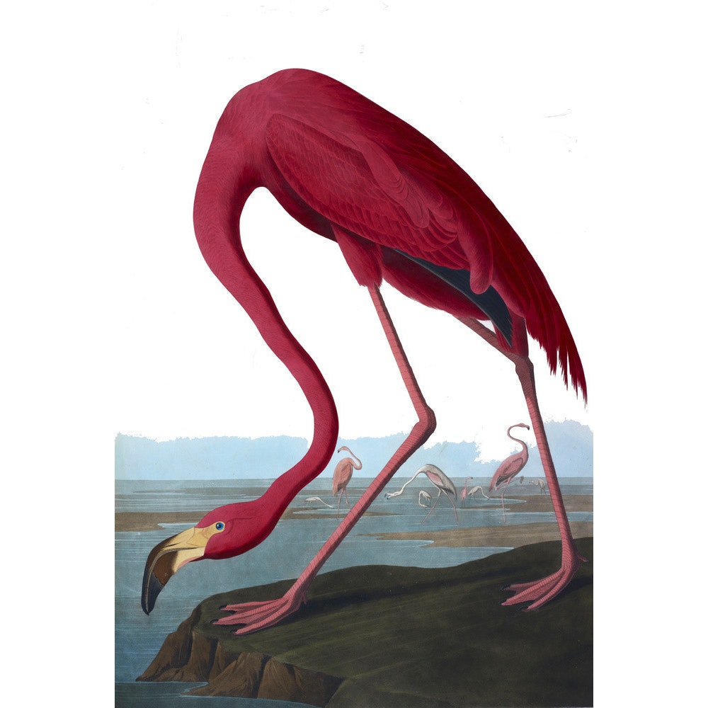 Flamingo print