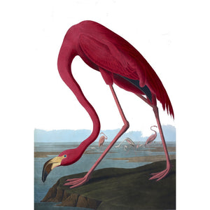 Flamingo print