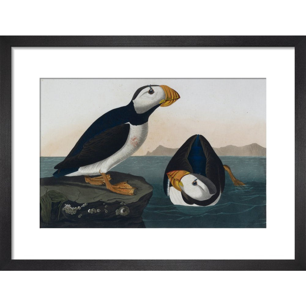 Puffins print in black frame