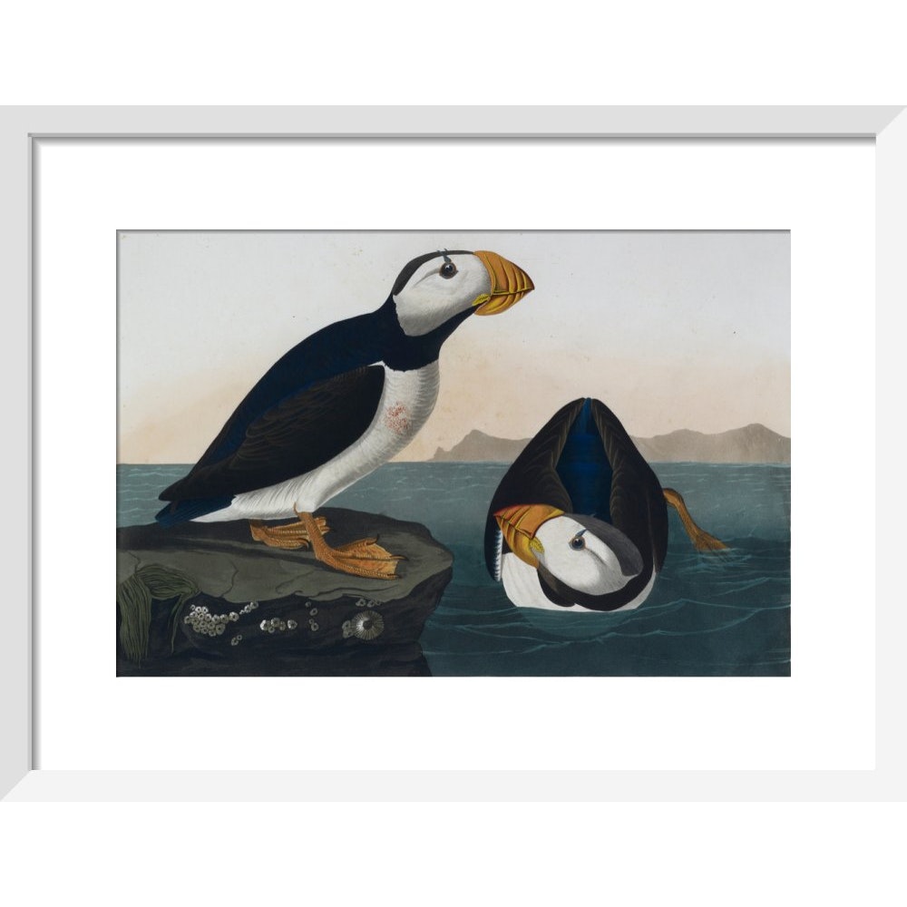 Puffins print in white frame