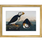 Puffins print in gold frame