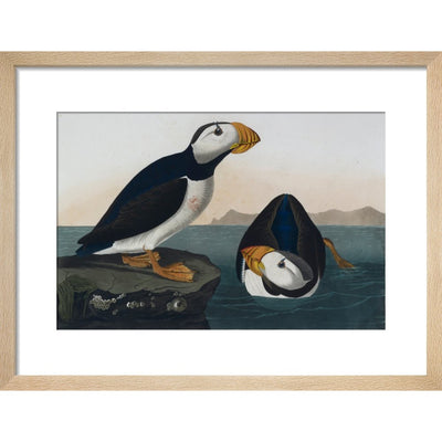 Puffins print in natural frame