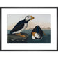 Puffins print in black frame