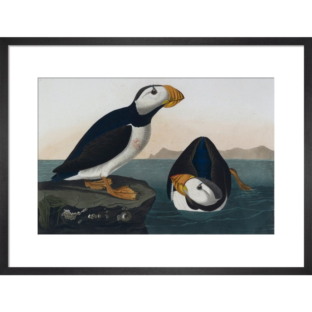Puffins print in black frame