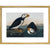 Puffins print in gold frame