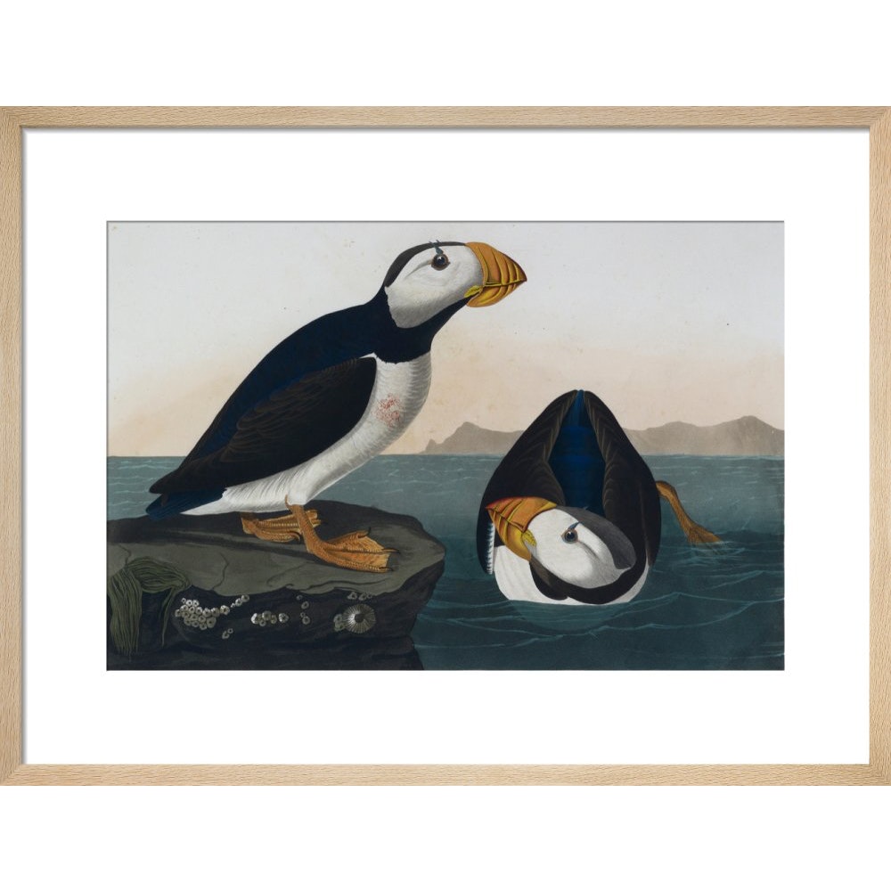 Puffins print in natural frame