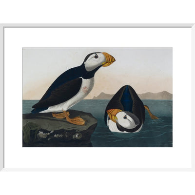 Puffins print in white frame