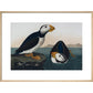 Puffins print in natural frame