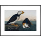 Puffins print in black frame