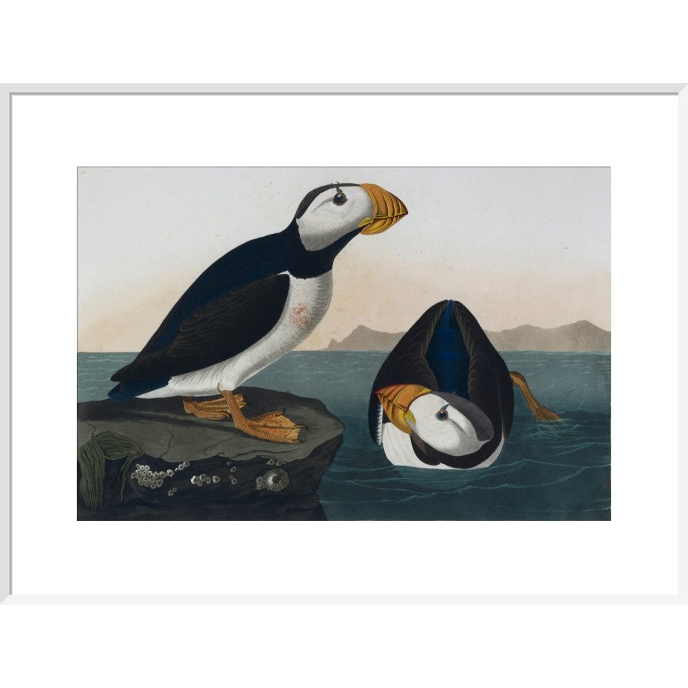 Puffins print in white frame