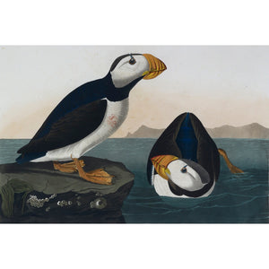 Puffins print