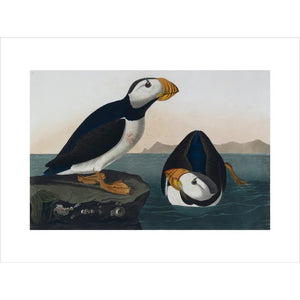 Puffins print unframed