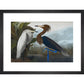 Audubon's Purple herons (Ardeo refescens) print in black frame