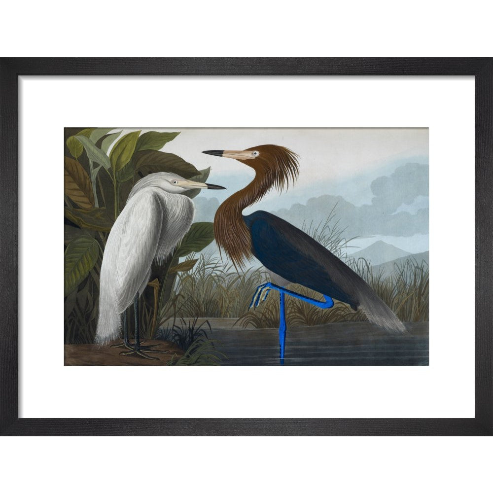 Audubon's Purple herons (Ardeo refescens) print in black frame