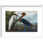Audubon's Purple herons (Ardeo refescens) print in white frame