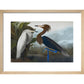Audubon's Purple herons (Ardeo refescens) print in natural frame