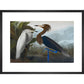 Audubon's Purple herons (Ardeo refescens) print in black frame