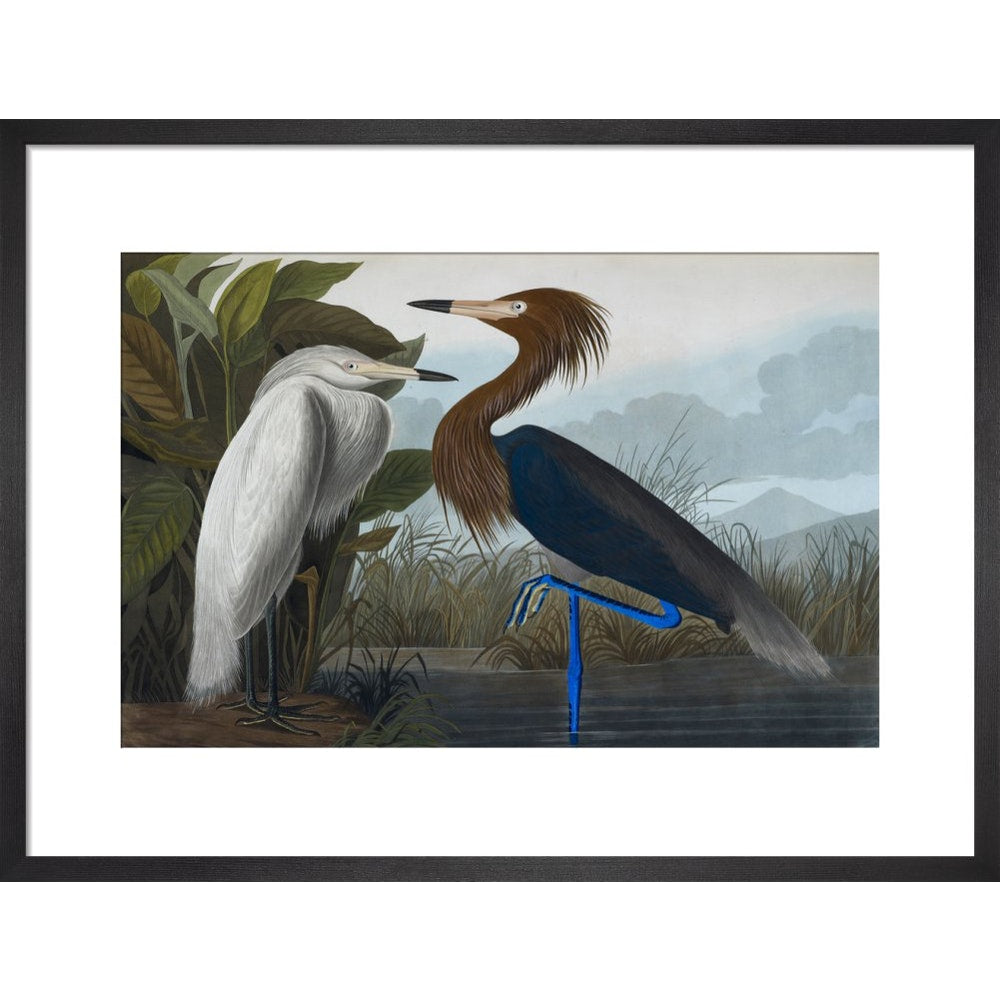 Audubon's Purple herons (Ardeo refescens) print in black frame
