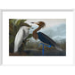 Audubon's Purple herons (Ardeo refescens) print in white frame
