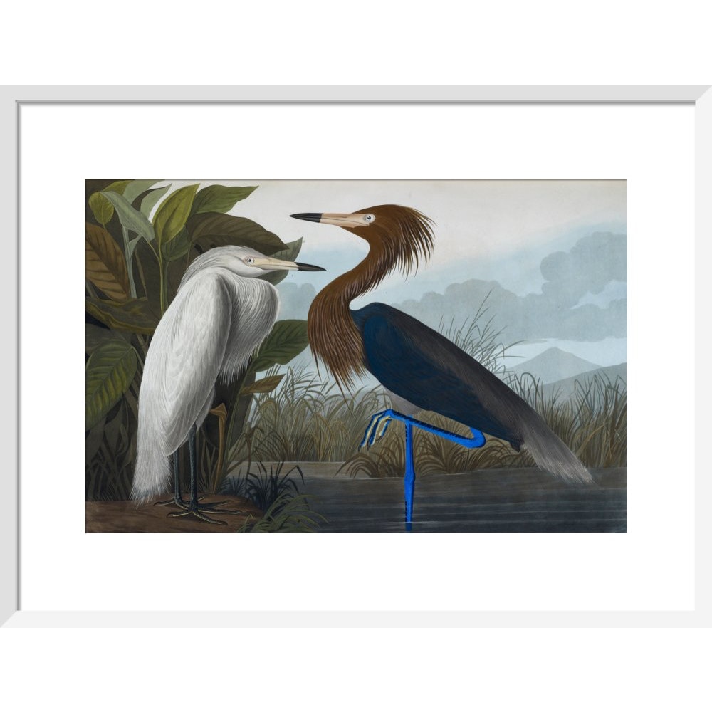 Audubon's Purple herons (Ardeo refescens) print in white frame