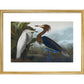 Audubon's Purple herons (Ardeo refescens) print in gold frame