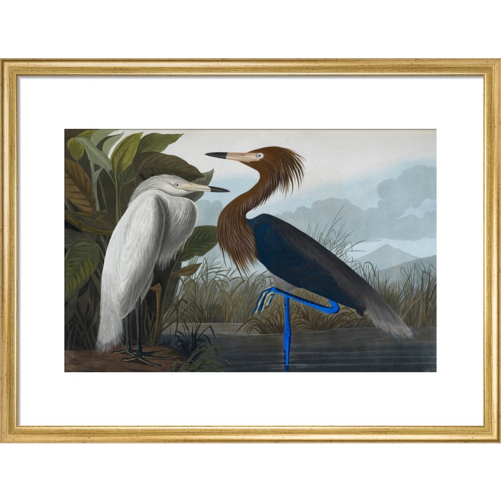 Audubon's Purple herons (Ardeo refescens) print in gold frame