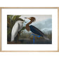Audubon's Purple herons (Ardeo refescens) print in natural frame