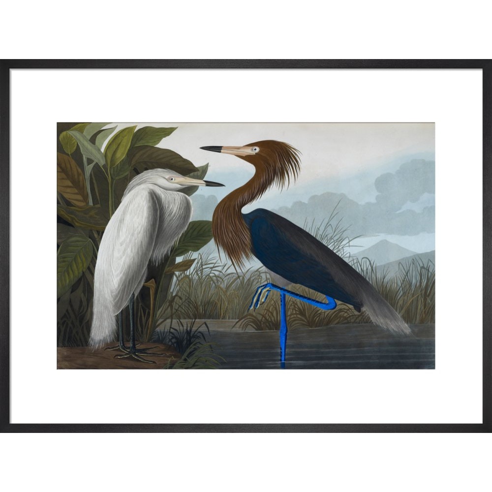 Audubon's Purple herons (Ardeo refescens) print in black frame
