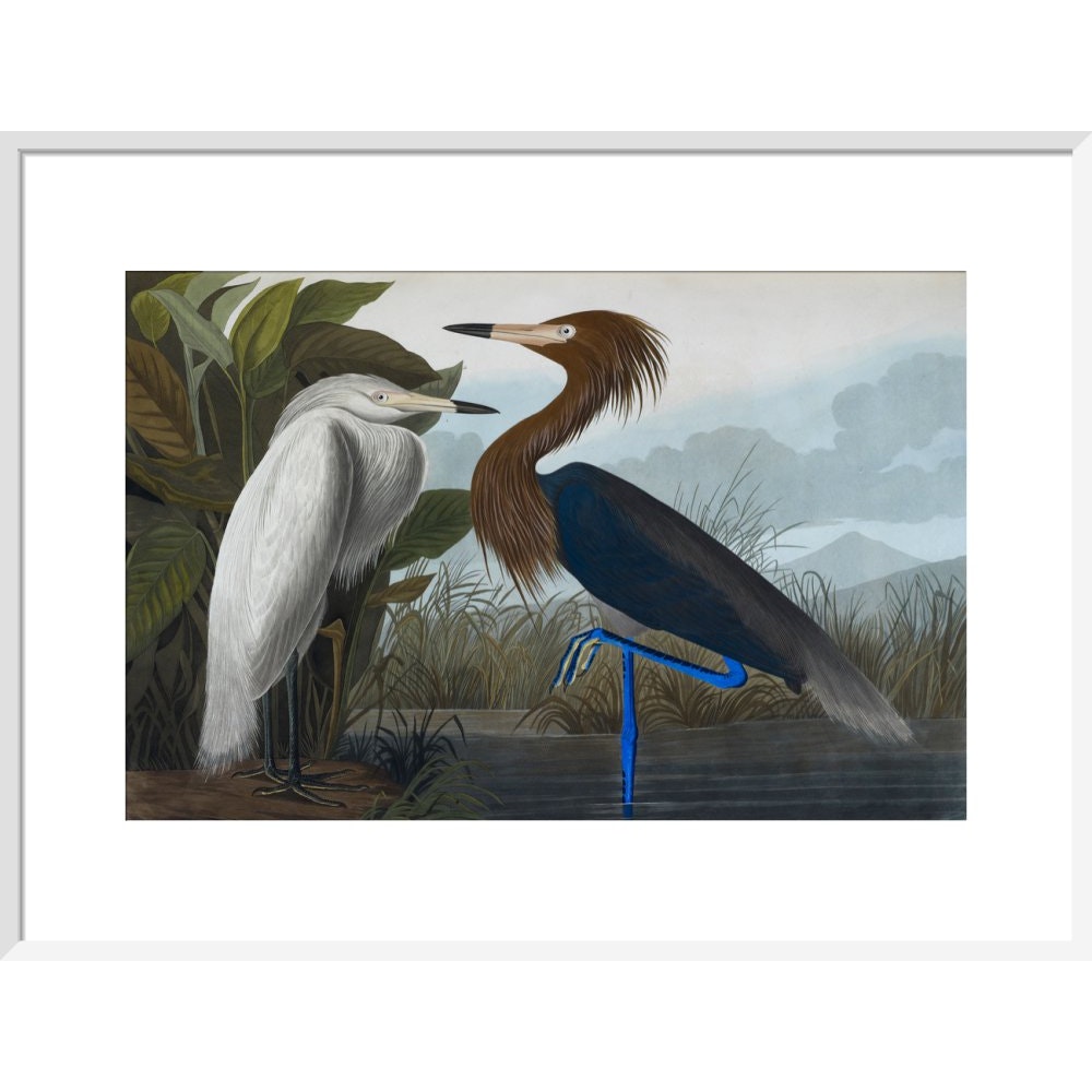 Audubon's Purple herons (Ardeo refescens) print in white frame