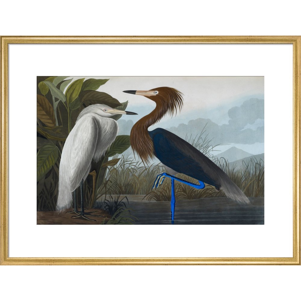 Audubon's Purple herons (Ardeo refescens) print in gold frame