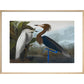 Audubon's Purple herons (Ardeo refescens) print in natural frame