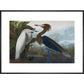 Audubon's Purple herons (Ardeo refescens) print in black frame