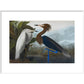 Audubon's Purple herons (Ardeo refescens) print in white frame