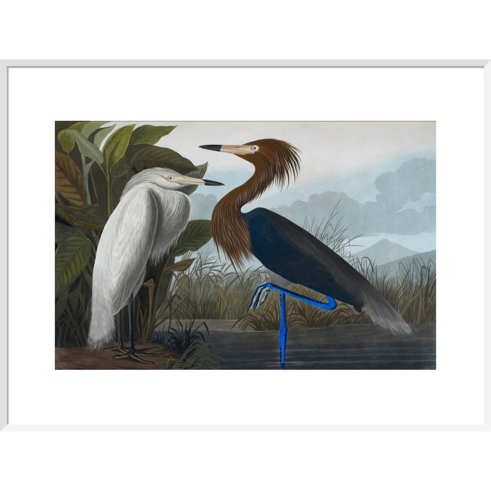 Audubon's Purple herons (Ardeo refescens) print in white frame