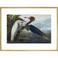 Audubon's Purple herons (Ardeo refescens) print in gold frame